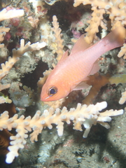 Ostorhinchus microspilos