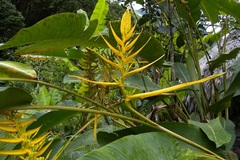 Heliconia lingulata