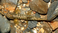 Glaniopsis hanitschi