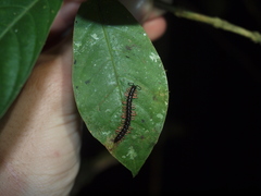 Helicorthomorpha