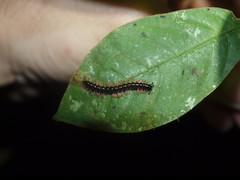 Helicorthomorpha