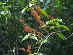 Urera caracasana