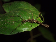 Parobrimus horridus