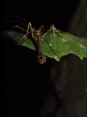 Parobrimus horridus