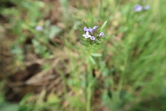 Asperula arvensis