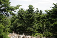 Abies cephalonica