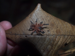 Neischnocolus yupanquii