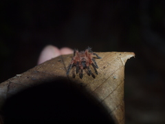 Neischnocolus yupanquii