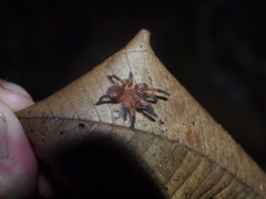 Neischnocolus yupanquii