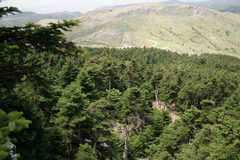 Abies cephalonica
