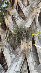 Tillandsia recurvata image
