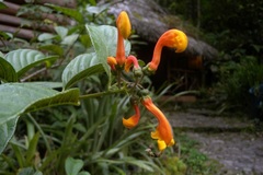 Centropogon densiflorus