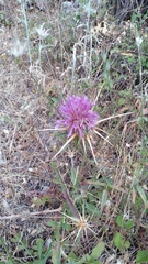 Centaurea spruneri