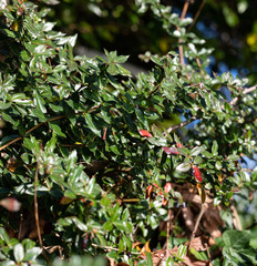 Berberis verruculosa