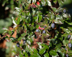 Berberis verruculosa