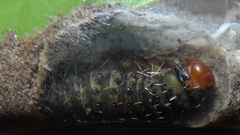 Acronicta silvicola