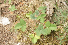 Potentilla micrantha