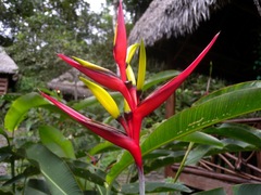 Heliconia subulata