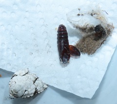 Acronicta silvicola
