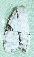 Acronicta silvicola