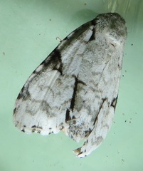 Acronicta silvicola