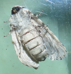 Acronicta silvicola