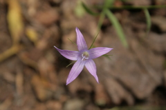 Campanula spatulata spruneriana