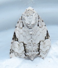 Acronicta silvicola