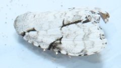Acronicta silvicola