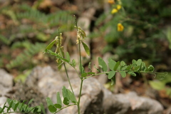 Vicia pinetorum