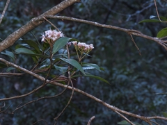 Ageratina hidalgensis