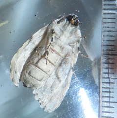 Acronicta silvicola