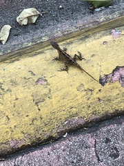 Anolis sagrei