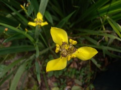 Trimezia martinicensis