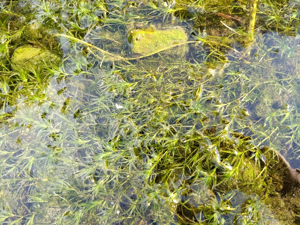 Herbe à guppy (Najas guadalupensis)