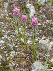 Castilleja parviflora parviflora