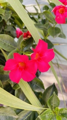Apocynoideae