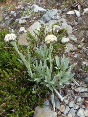 Antennaria lanata