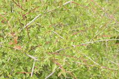 Prunus webbii