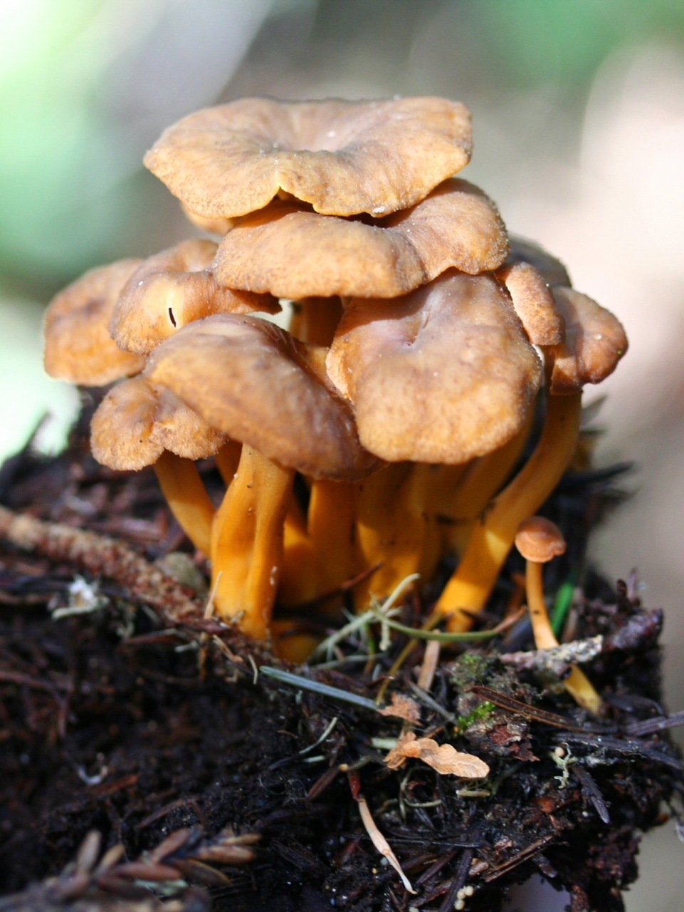 Craterellus tubaeformis image