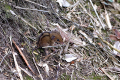 Monodelphis americana
