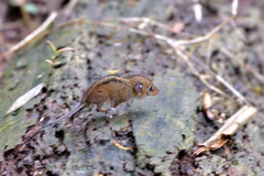 Monodelphis americana