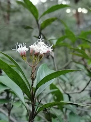 Ageratina hidalgensis