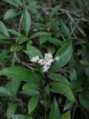 Ageratina hidalgensis