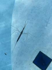 Ranatra quadridentata