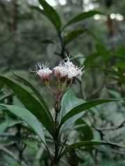 Ageratina hidalgensis