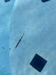 Ranatra quadridentata