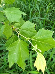 Platanus rzedowskii