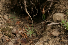 Abies cephalonica