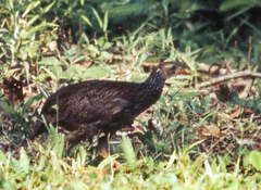 Pternistis ahantensis